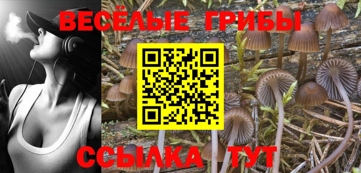 Галлюциногенные грибы Psilocybe Нефтекумск